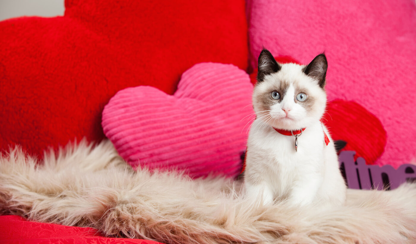 What To Do If Your Cat Leaves You Before Valentine's Day